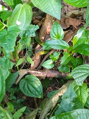 Dendrophidion percarinatum