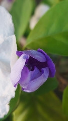 Brunfelsia australis