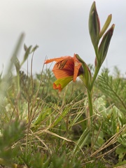 Gladiolus alatus
