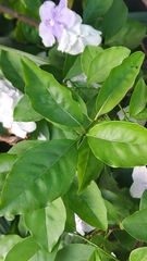 Brunfelsia australis