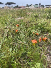 Gladiolus alatus
