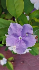 Brunfelsia australis