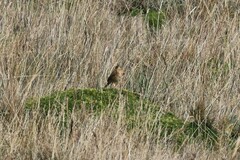 Anthus bogotensis