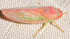 Gyponana gladia