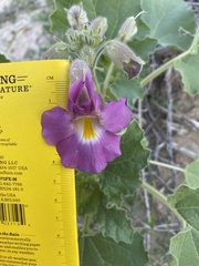 Proboscidea parviflora