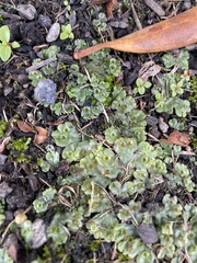 Marchantia polymorpha ruderalis