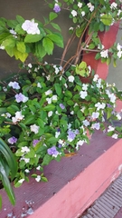 Brunfelsia australis