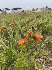 Gladiolus alatus