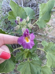 Proboscidea parviflora