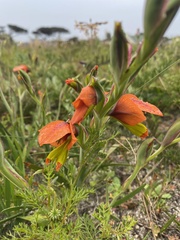 Gladiolus alatus