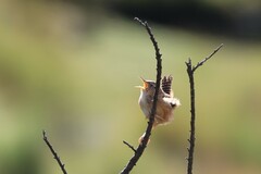 Cistothorus platensis