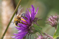 Melissodes trinodis