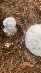 Amanita magniverrucata