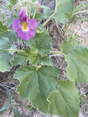 Proboscidea parviflora