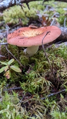 Russula decolorans