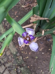 Trimezia coerulea