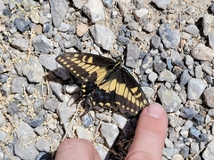 Papilio polyxenes rudkini