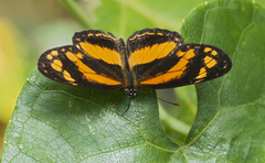 Castilia eranites