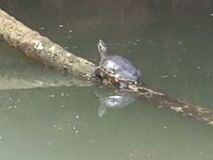Trachemys venusta iversoni