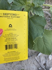 Proboscidea parviflora