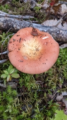 Russula decolorans