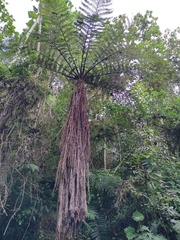 Cyatheales