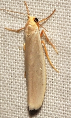 Eilema interpositella