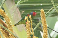Hypocharmosyna placentis