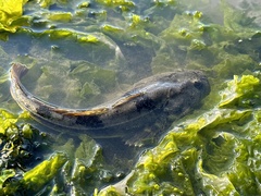 Leptocottus armatus