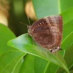 Arhopala micale