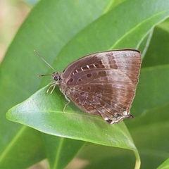 Arhopala micale
