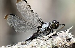 Libellula