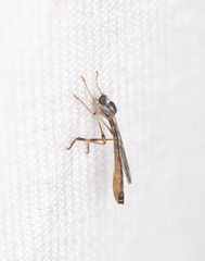 Leptogaster subtilis