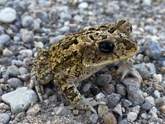 Incilius mazatlanensis