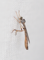 Leptogaster subtilis