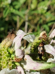 Macrosiagon octomaculata