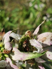 Macrosiagon octomaculata