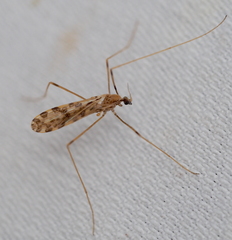 Ilisia maculata
