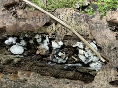 Arcyria cinerea