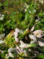 Macrosiagon octomaculata