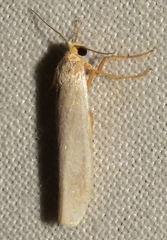 Eilema interpositella