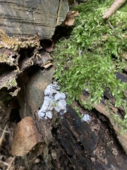 Arcyria cinerea