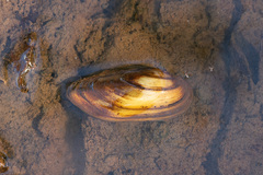 Unio pictorum