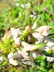 Macrosiagon octomaculata