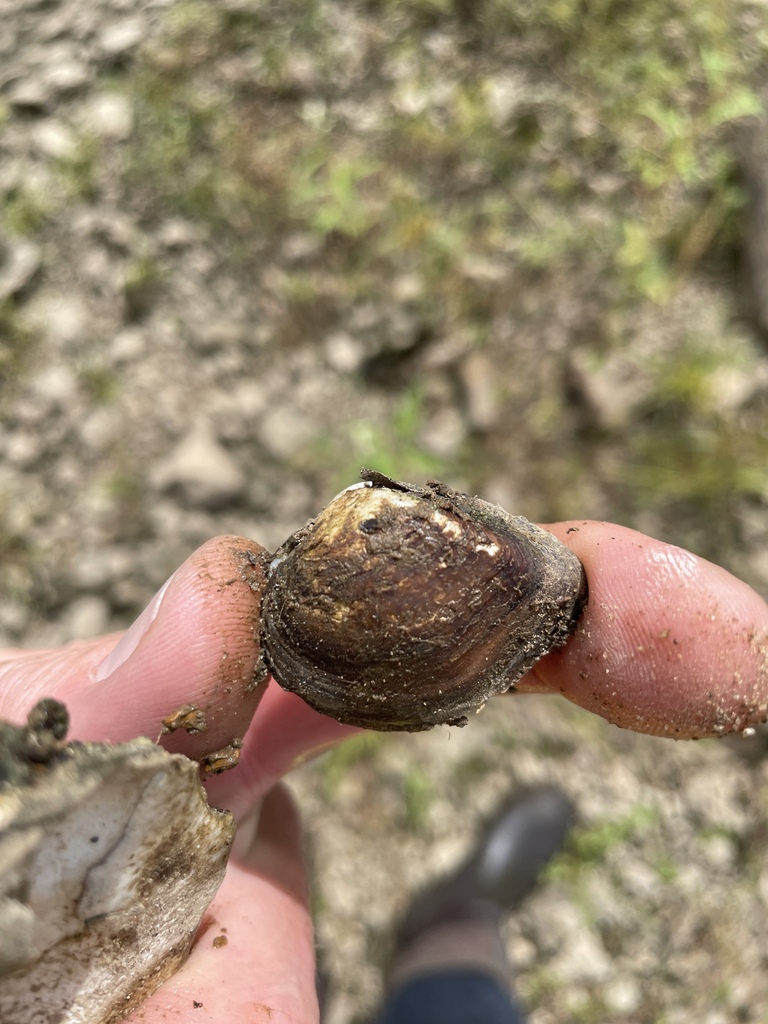 Deertoe Mussel in September 2022 by Caleb Knerr · iNaturalist