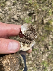 Truncilla truncata