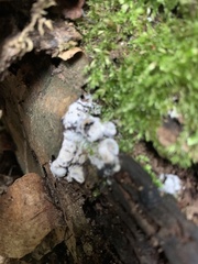Arcyria cinerea