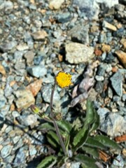 Arnica spathulata