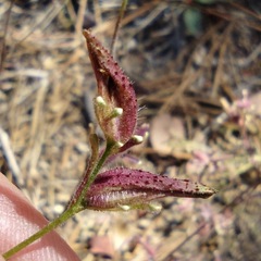 Cordylanthus nevinii