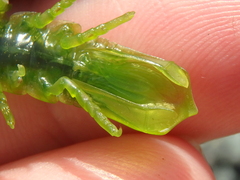 Idotea ochotensis